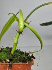 Philodendron Holtonianum Variegata