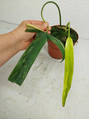 Philodendron Holtonianum Variegata