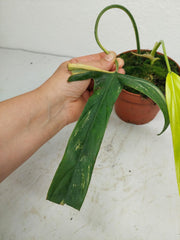 Philodendron Holtonianum Variegata