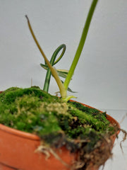 Philodendron Holtonianum Variegata