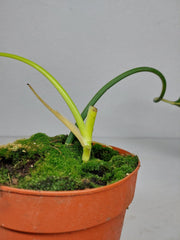 Philodendron Holtonianum Variegata