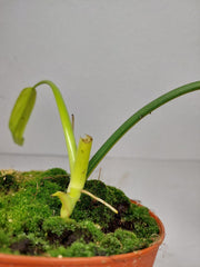 Philodendron Holtonianum Variegata