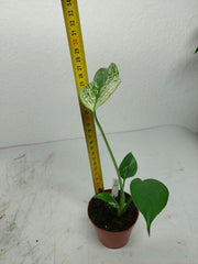Monstera Devil Monster