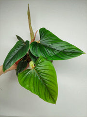 Philodendron Serpens