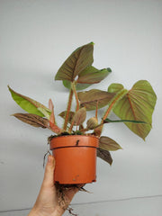 Philodendron Serpens
