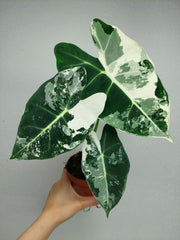 Alocasia Frydek Variegata