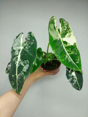 Alocasia Frydek Variegata