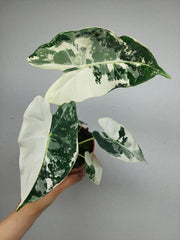 Alocasia Frydek Variegata