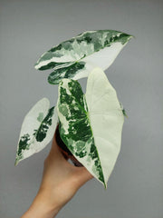 Alocasia Frydek Variegata