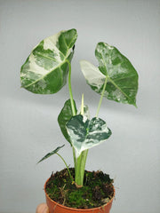 Alocasia Frydek Variegata