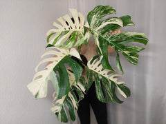 Monstera Variegata Adult
