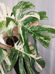 Monstera Variegata Adult