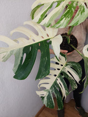 Monstera Variegata Adult