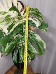 Monstera Variegata Adult