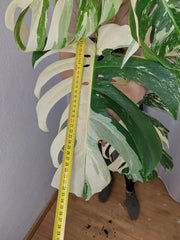 Monstera Variegata Adult