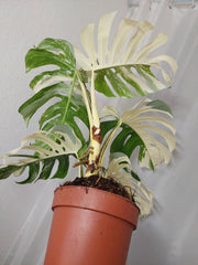 Monstera Variegata Adult