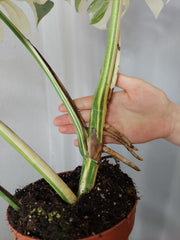 Monstera Variegata Adult