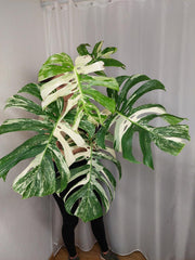 Monstera Variegata Adult