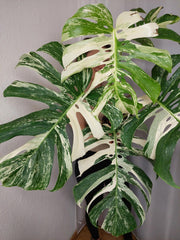 Monstera Variegata Adult