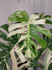 Monstera Variegata Adult