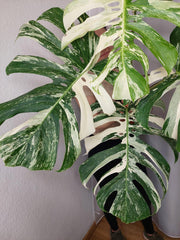 Monstera Variegata Adult
