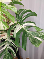 Monstera Variegata Adult