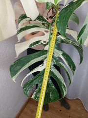 Monstera Variegata Adult
