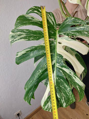 Monstera Variegata Adult