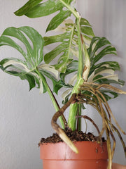 Monstera Variegata Adult