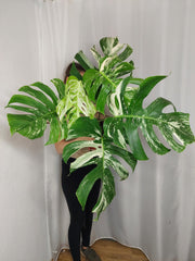 Monstera Variegata Adult