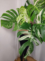 Monstera Variegata Adult