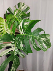 Monstera Variegata Adult