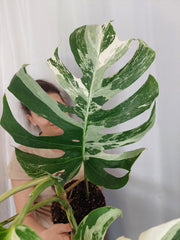 Monstera Variegata Adult
