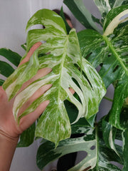 Monstera Variegata Adult