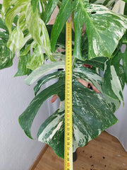 Monstera Variegata Adult