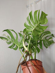 Monstera Variegata Adult