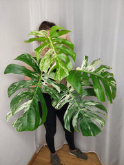 Monstera Variegata Adult
