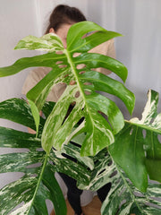 Monstera Variegata Adult
