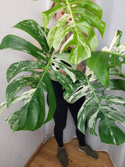 Monstera Variegata Adult