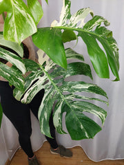 Monstera Variegata Adult