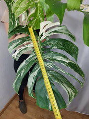 Monstera Variegata Adult