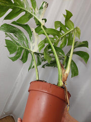 Monstera Variegata Adult