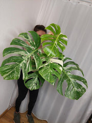 Monstera Variegata Adult
