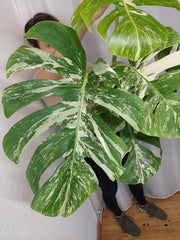 Monstera Variegata Adult