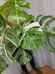 Monstera Variegata Adult