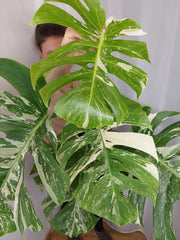 Monstera Variegata Adult
