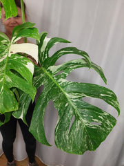 Monstera Variegata Adult
