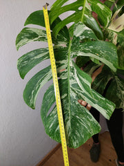 Monstera Variegata Adult