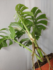 Monstera Variegata Adult