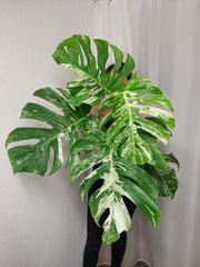 Monstera Variegata Adult